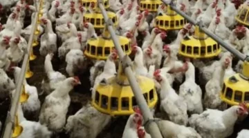 انخفاض سعر كيلو الفراخ إلى 100 جنيه في أسواق كفر الشيخ الأربعاء